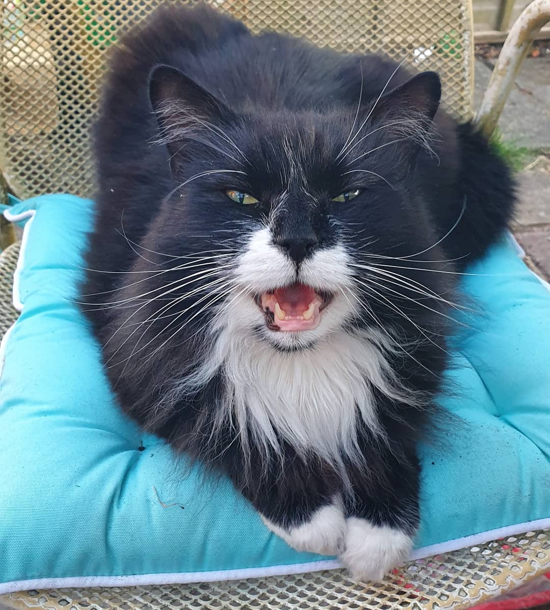 Its #toothytuesday .. I very rarely pose for #tongueouttuesdaydo though I'd show you my fabulous fangs.. Mum says this shouty toothy pose is very me ( well I do hate to be ignored) #CatsOfTwitter #gremlin #cats  happy Tuesday friends!!