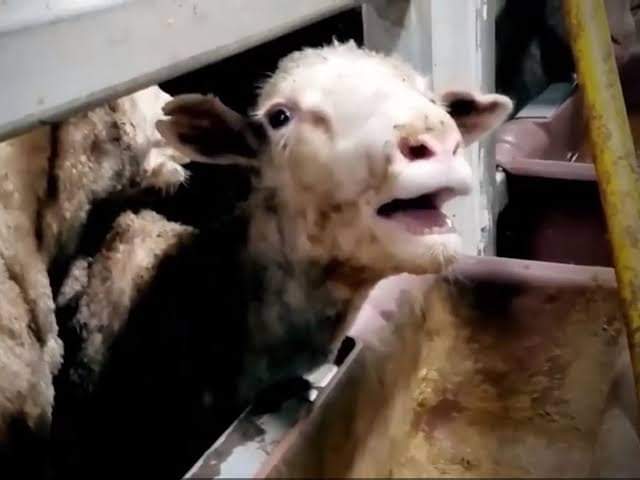 SchmitterCecile's tweet photo. Animal Slaughter: a Crime of Global Proportions 

There is no bigger moral crisis than the one that is created by the mass massacring of sweet, innocent living beings for our pleasure when we have other choices. Such mass murder is a crime of global proportions. https://t.co/hovWsx2tb0