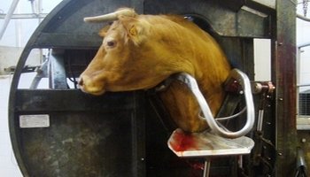 SchmitterCecile's tweet photo. Animal Slaughter: a Crime of Global Proportions 

There is no bigger moral crisis than the one that is created by the mass massacring of sweet, innocent living beings for our pleasure when we have other choices. Such mass murder is a crime of global proportions. https://t.co/hovWsx2tb0