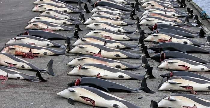 SchmitterCecile's tweet photo. (2)
And this killing energy in turn breeds and strengthens other negative energy, which is degrading our society and destroying our world.

We have produced a lot, a lot, and a lot of negative energy by killing billions and billions of innocent sentient lives, https://t.co/A6DlebgKMZ