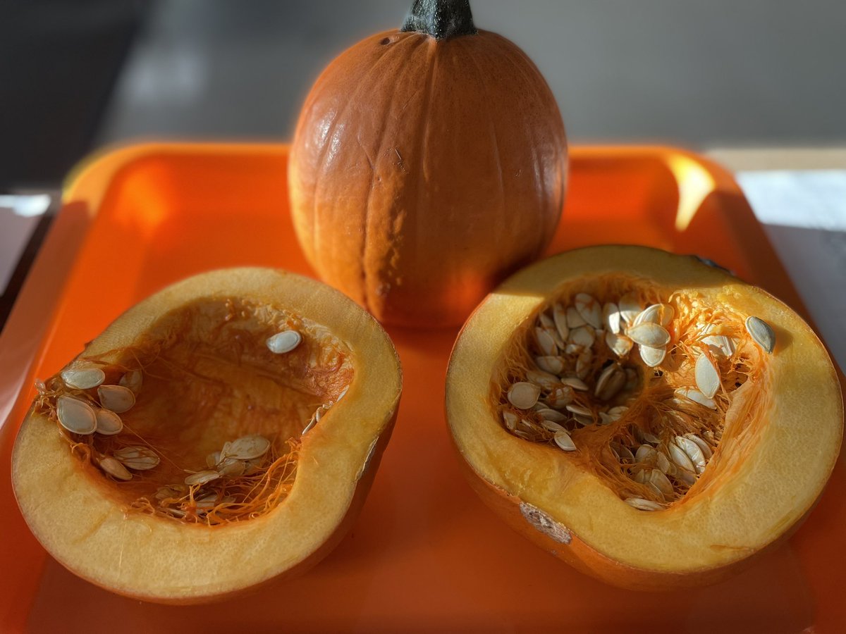 Hands, ears, eyes, mouths and noses-on experiences for our 5 senses with pumpkins in kindergarten! We explored pumpkin purée, pumpkin playdoh, whole and halved pie pumpkins, and made pumpkin drums. Science can be a delicious … and slimy good time! <a href="/BaldwinRcs/">Baldwin Elementary - RCS</a> <a href="/rochcommschools/">Rochester Community Schools</a>