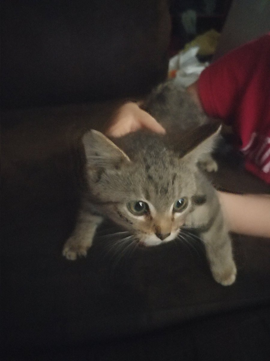 darkmagicans08's tweet photo. Guys meet Nora she's small baby and very cute @AlmostSerious @GenkiReload @ookagami @Ayelt4 @averyjbyrd https://t.co/6f2eMVh4JQ