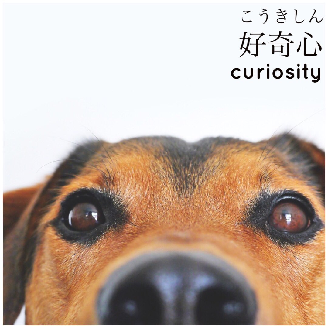 nihongo_no_kai's tweet photo. Random https://t.co/qpTm7vqpG9