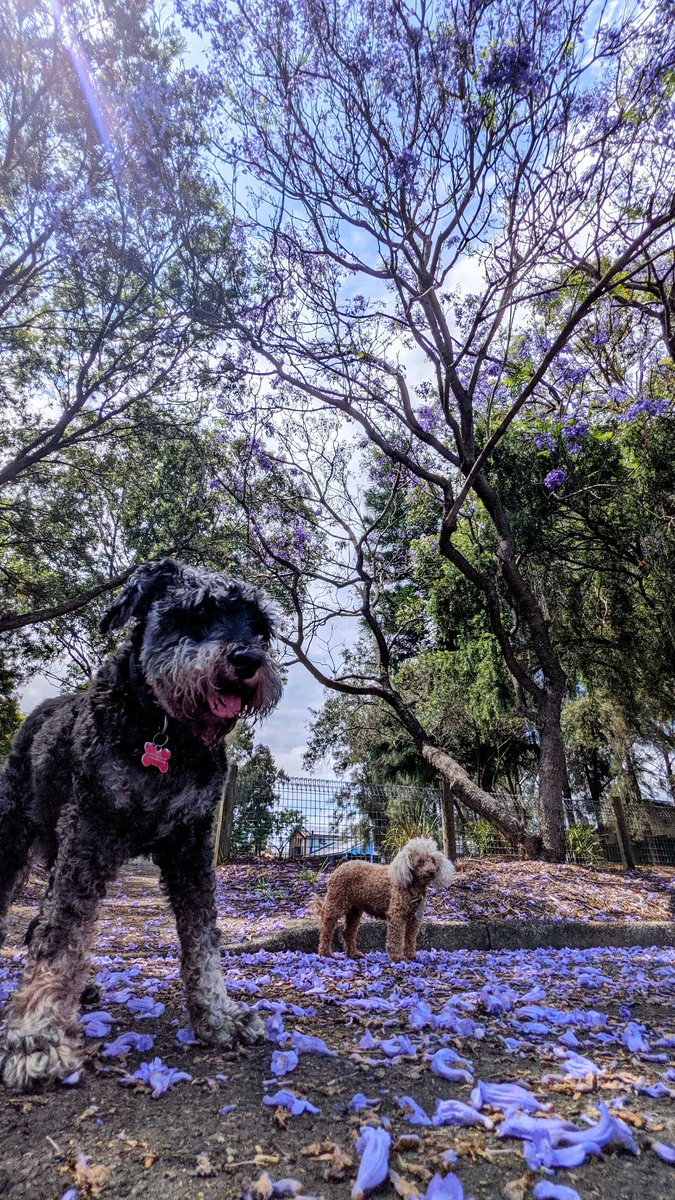jackfsheedy's tweet photo. Sometimes Ruby and I stop to smell the flowers https://t.co/09t4lmYf3t