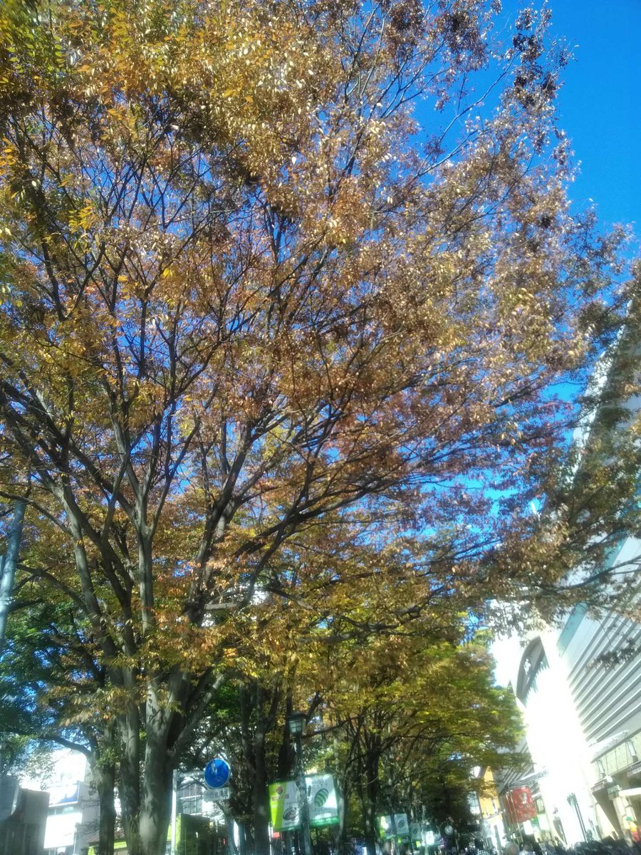 jtc_i's tweet image. 雨がなかなか止みません。昨日はキレイな青空が見れたのに...夕方までに止むといいですね
府中の紅葉はかなり進みました🍂葉が落ちて行くのはなんだか少し寂しいですね💧
🔻再びブログ更新です
jtc-securitymaster.blogspot.com/2021/11/Filter…
#Webセキュリティ
#スパムフィルタリング
#企業公式が毎朝地元の天気を言い合う