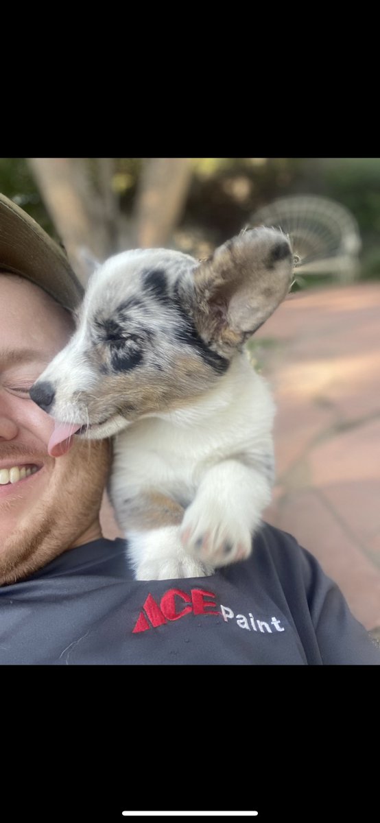 deepwebBrisket's tweet photo. @BAYC2745 Not the clearest photo of my corgi Skeeter, but the one that embodies what I love most about her! https://t.co/QOj1dQ6Cqt