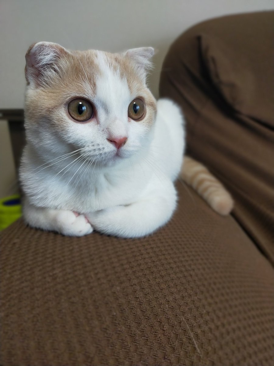 こんにちは♡

#猫　#ねこ　#スコティッシュフォールド　#猫好きさんと繋がりたい　#猫の居る暮らし　#cat #catlovers #CatsOfTwitter #tsumugi4month