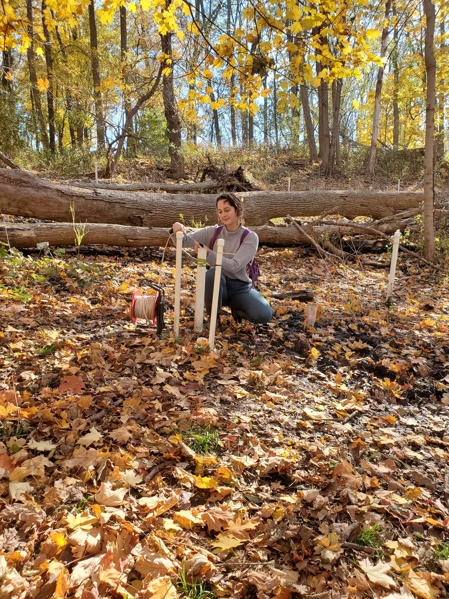 Monday measurements! Making the most of this gorgeous November weather for the <a href="/McMasterSEES/">McMaster SEES</a> 4BB3 Field Techniques in Hydrology course. This truly is "the best lecture hall on campus" - <a href="/peatofmind/">Mike Waddington</a>