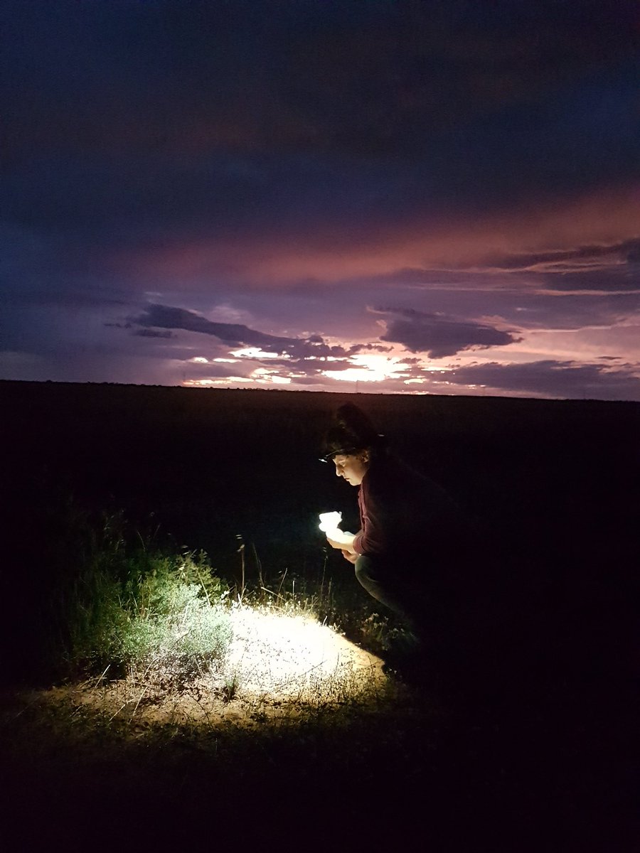 Forever searching for #fattaileddunnarts, particularly now that lockdown has lifted! When one studies #nocturnalanimals, one must also become #nocturnal! Thank you to @drmparrott for the #fieldwork photo!🌙
#spotlighting #WomenInScience   #carnivorousmarsupials #ecology #phdlife