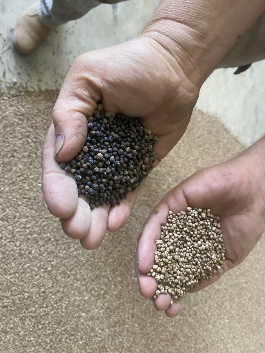 Nice to see some more Map. Wangfu / IPL