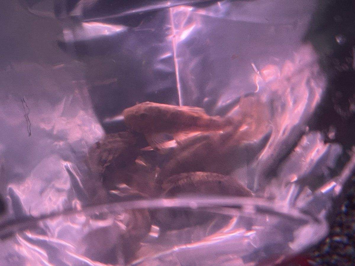 Top Tweets For コリドラスパンダ Twstalker