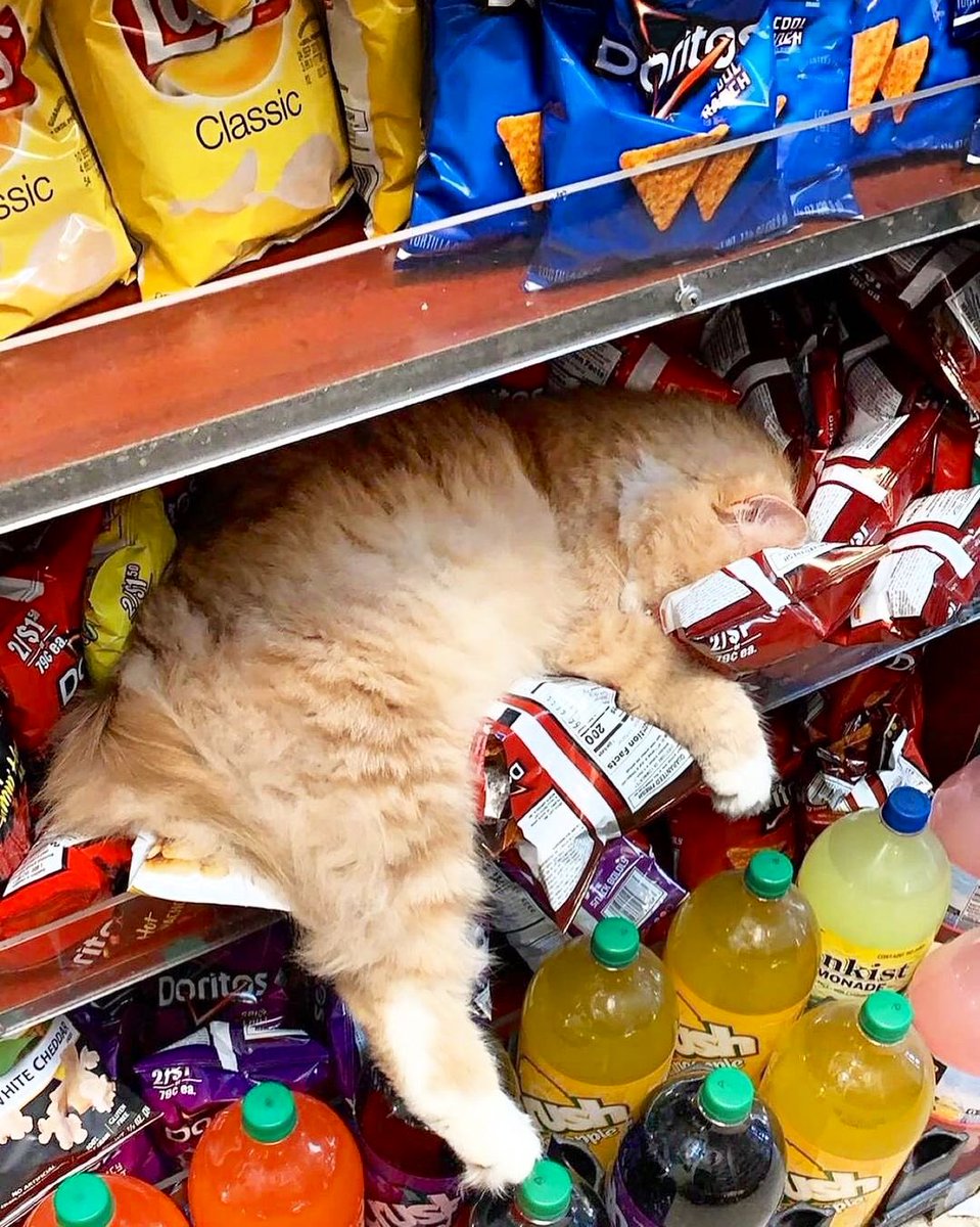Bodega Cats tweet media