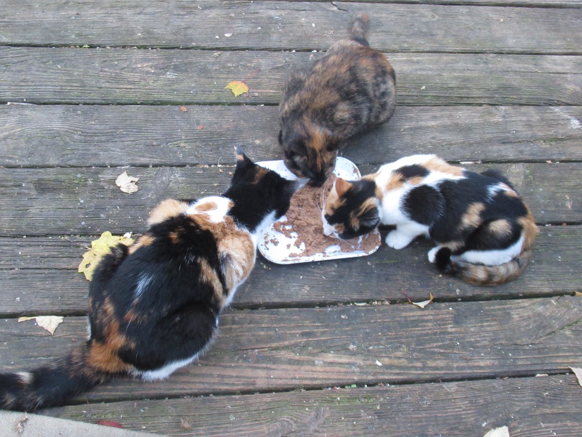 Falconer_Photos's tweet photo. Sarah was eating @Evangers Chicken Lickin' wet cat food with her two daughters that have calico and tortoiseshell markings. 
#calico 
#cat
#tortoiseshell 
#CatsOfTwitter 
#kitten https://t.co/lrxHFH1B7l