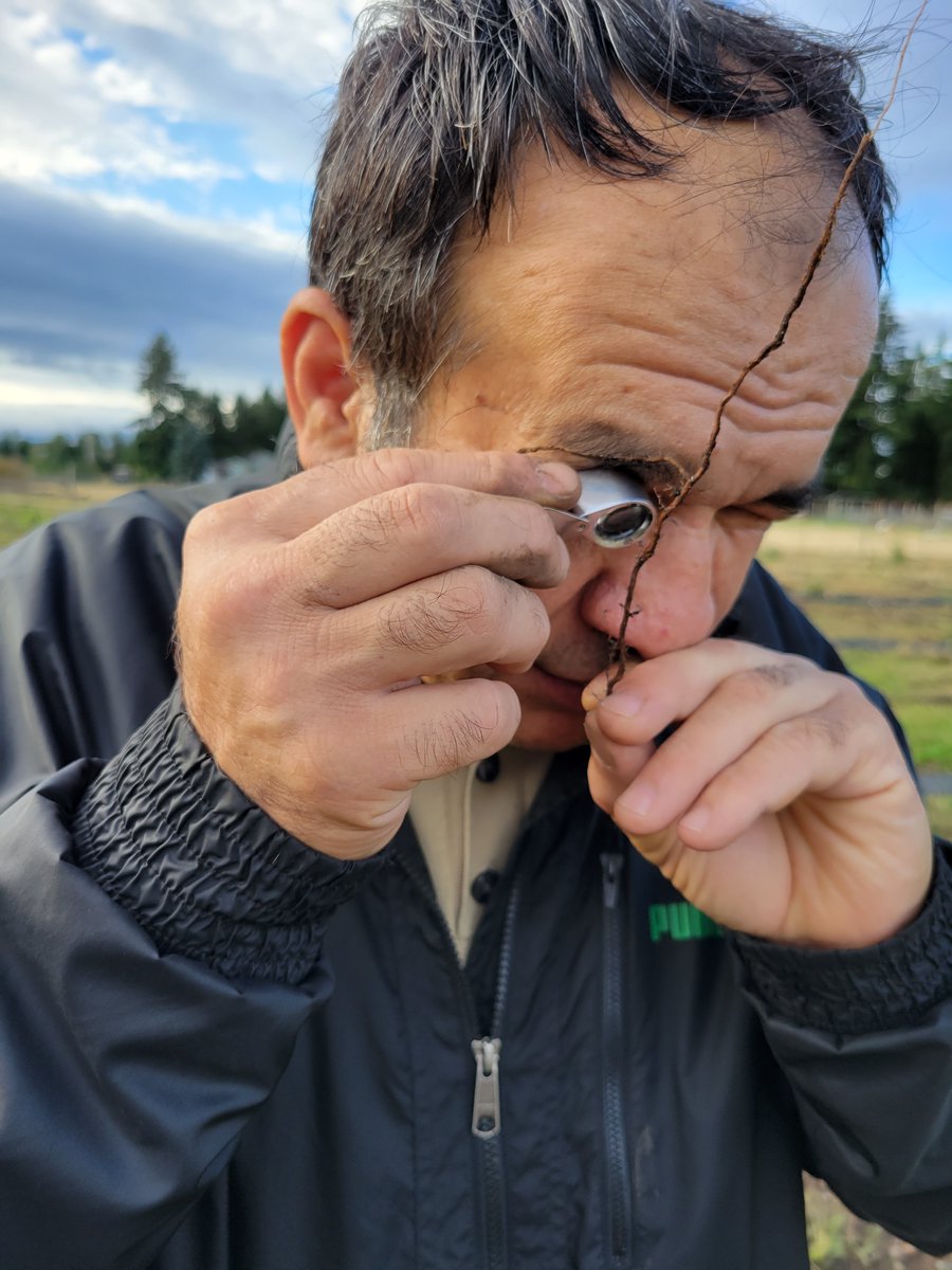 AlpineTruffle's tweet photo. 3-years old Truffle Orchard with very good mycorrhizal analysis.
#alpinetruffle
#trufflecultivation #tubermelanosporum #truffletree
#Mycorrhizae #perigord #washingtonstate https://t.co/tLvzijVAUG