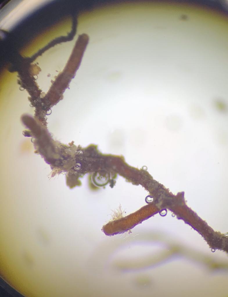 AlpineTruffle's tweet photo. 3-years old Truffle Orchard with very good mycorrhizal analysis.
#alpinetruffle
#trufflecultivation #tubermelanosporum #truffletree
#Mycorrhizae #perigord #washingtonstate https://t.co/tLvzijVAUG