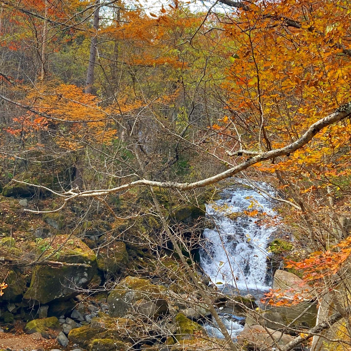 八千穂山荘 八千穂山荘 八千穂高原 長野県 佐久穂町 しあわせ信州 北八ヶ岳 信州のいいところ 八ヶ岳ブルー 八千穂高原自然園 ロッヂ八ヶ嶺 蕎麦 紅葉 Twitter