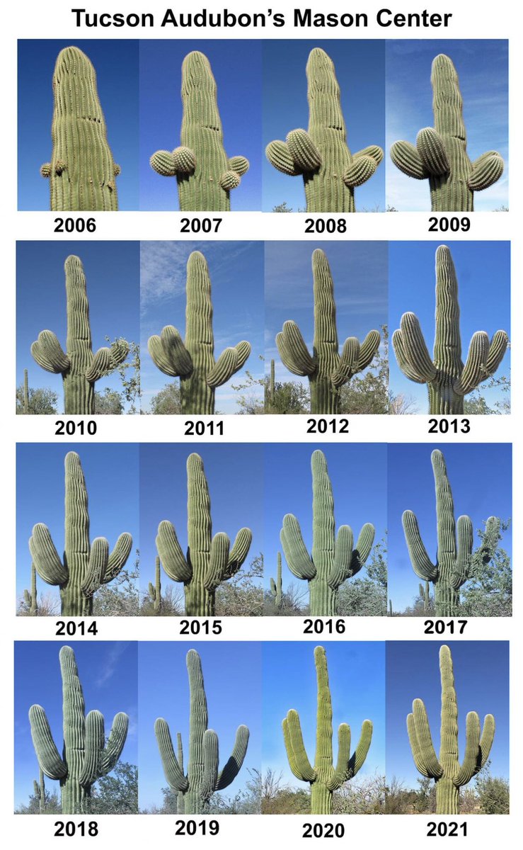 If you’ve ever wondered how quickly Saguaros grow… courtesy of Doris Evans &amp; Tucson Audubon