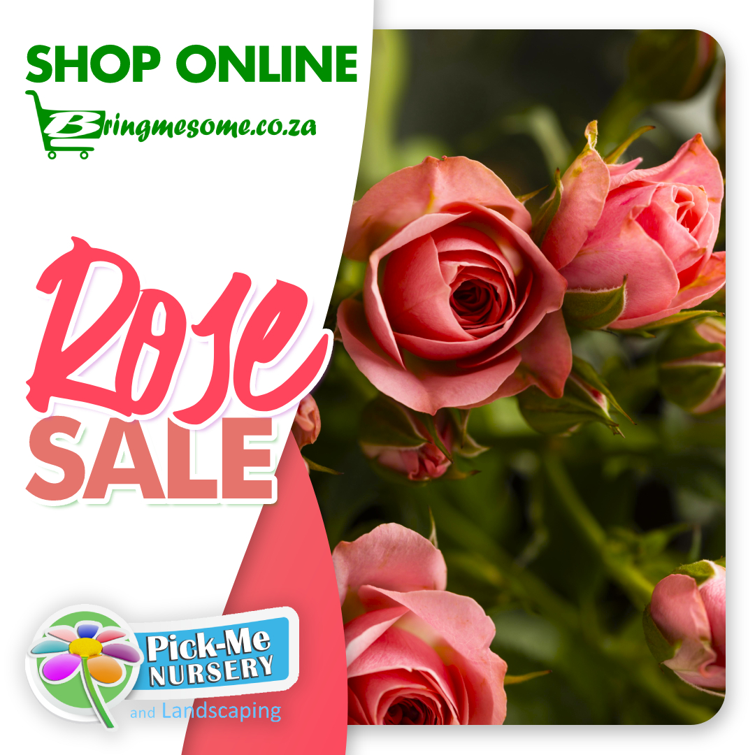 BringMeSomeSA's tweet photo. Roses are Red
Violets are Blue
How did I get so lucky with this SALE!

All rose plants less 10% while stocks last!

Get all your products at @PickMeNursery  , 30 Peter Rd, Tres Jolie, Roodepoort

#sale #roses #flowers #rose #love #nature #flower #gardening #plants #garden https://t.co/KurCAwsIIR