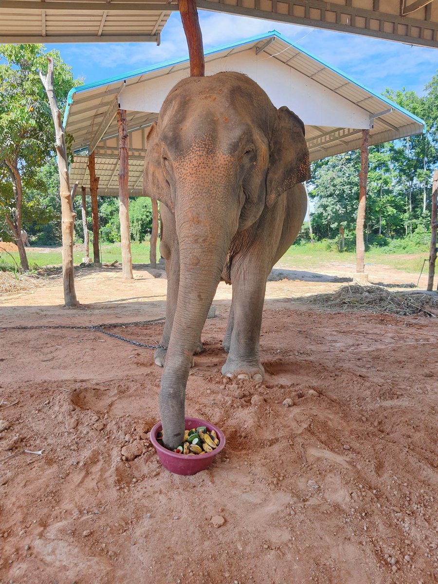 Elephantsurin's tweet photo. @nicky8521 ขอบพระคุณมากๆค่ะที่เมตตาร่วมป้อนผลไม้แม่ถุงทองช้างท้องแก่ค่ะ🙏❤🐘 https://t.co/t3pN2MIQWX