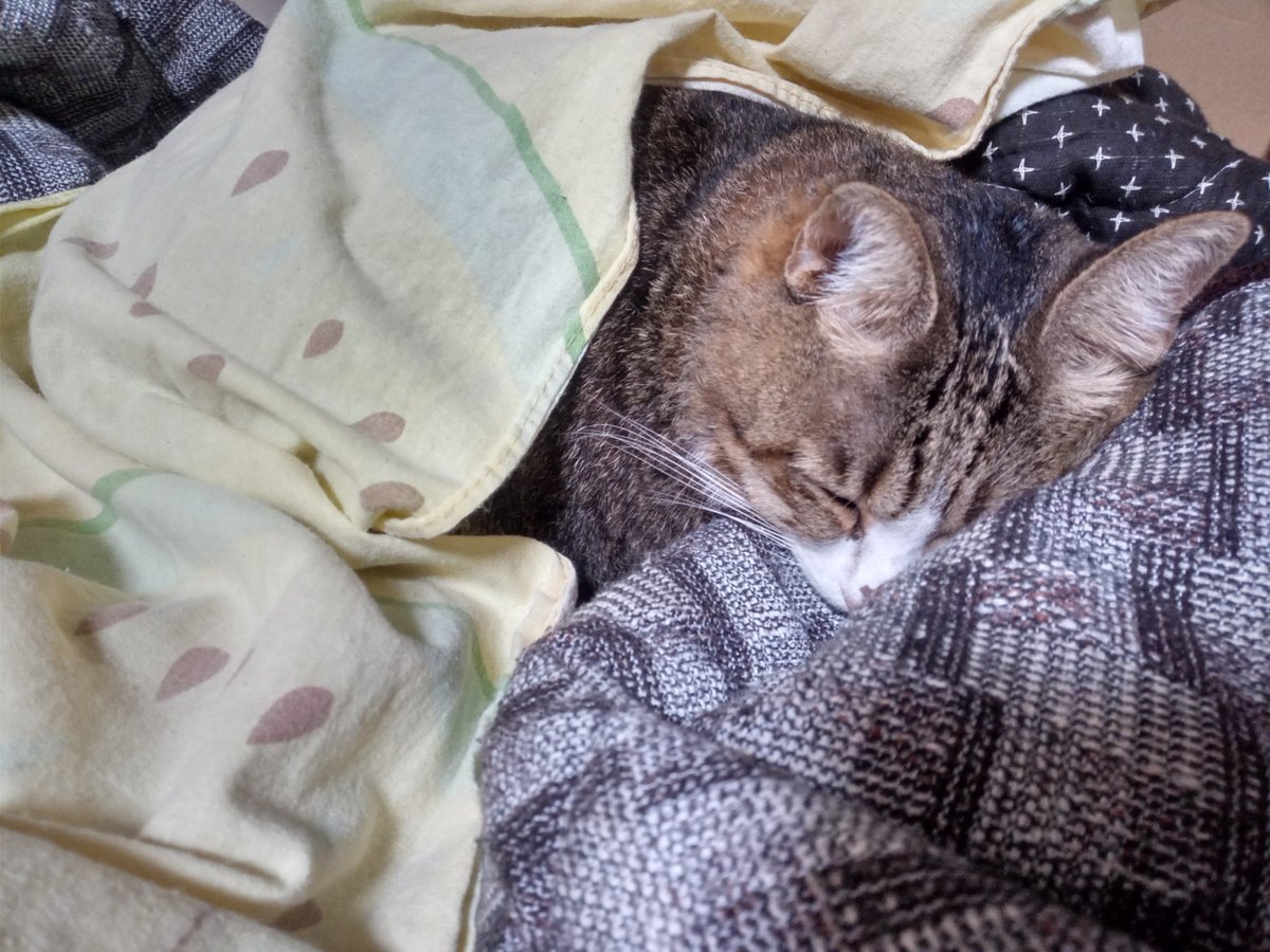 Miyata「みやちか」愛猫：うめちゃん @miyata51737847 Timeline, The 