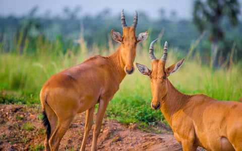 wekesa_amos's tweet photo. My Uganda 🇺🇬! Beautiful Uganda in pictures.

PHOTO CREDIT: @SsebuumaIvan

#VisitUganda #TourismUG #BeautifulUG https://t.co/cCVHAPTslp