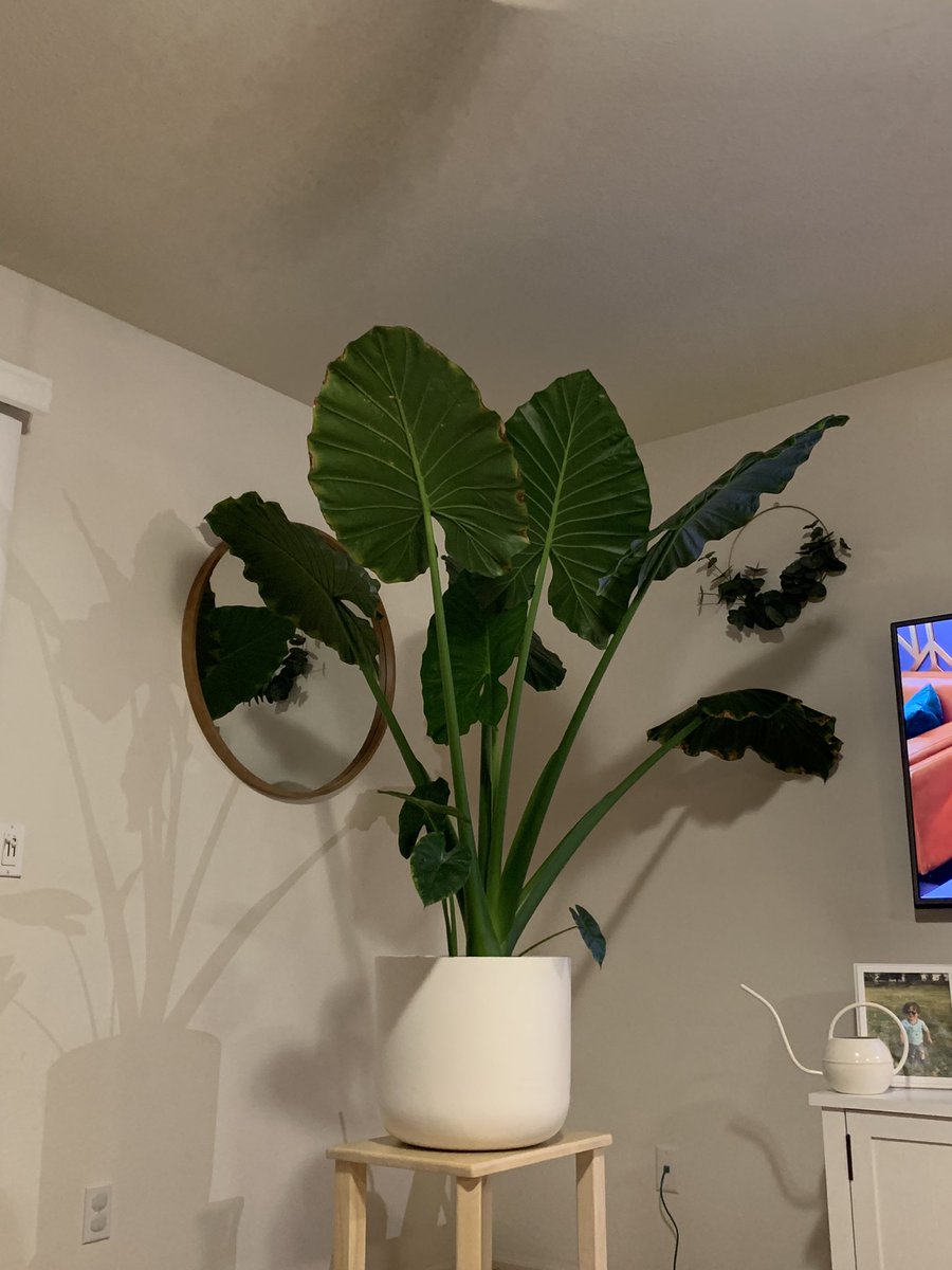 AMBERDAVlS's tweet photo. Look how cute the little leaves are on the bottom 🥰🥰🥰 #planttwitter https://t.co/Plv8PtabUH