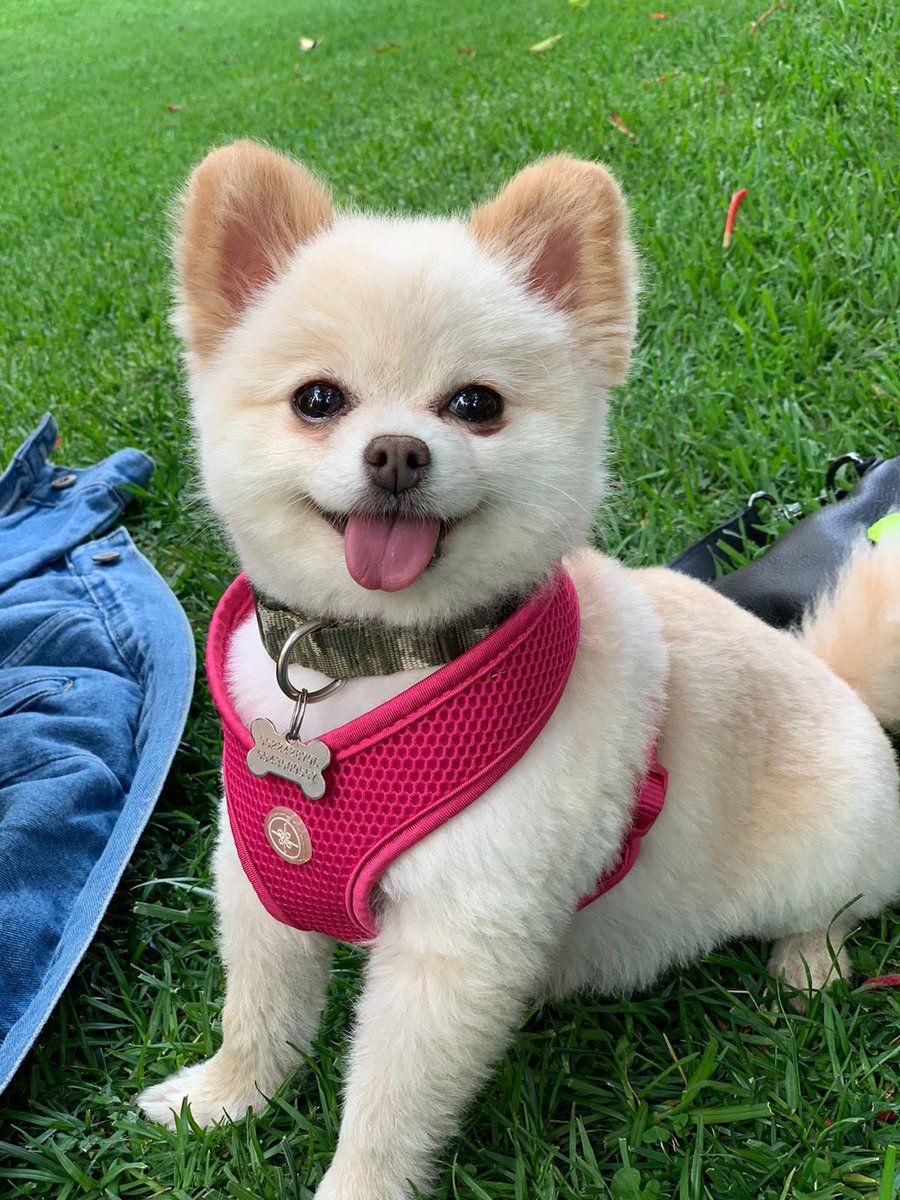 Fui víctima de un delito a mano armada en el estado de México ... Se robaron a mi perrita ayúdenme a encontrarla
<a href="/alfredodelmazo/">Alfredo Del Mazo</a> <a href="/Hdelacuadra1/">Hugo de la Cuadra</a> @PedroR_Villegas <a href="/C5Edomex/">C5 Estado de México</a>