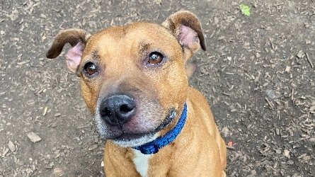 AdoptionsUk's tweet photo. Please retweet to help Gavin find a home #NORTHAMPTON #ENGLAND 

Handsome Staffy aged 9, very waggy tail, found as a stray. He can live with teens aged 15+ as the only pet. He's good in the car.  Please share 💔

DETAILS or APPLY👇
https://t.co/INkMyH5aCt
#dogs #pets #animals https://t.co/Fs4OdT5T6s