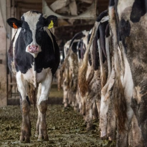 SchmitterCecile's tweet photo. (8)
When people understand the gruesome truth behind animal farming and the innocence of all the animals who sacrifice their lives, it is easy to see that eating the dead flesh of another being is not only unnecessary, it leaves us with a trail of bloody footprints. https://t.co/820yCtUqx2