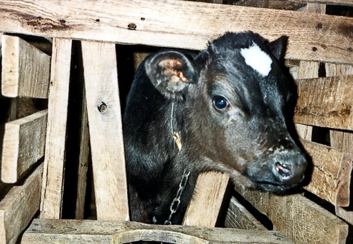 SchmitterCecile's tweet photo. (8)
When people understand the gruesome truth behind animal farming and the innocence of all the animals who sacrifice their lives, it is easy to see that eating the dead flesh of another being is not only unnecessary, it leaves us with a trail of bloody footprints. https://t.co/820yCtUqx2