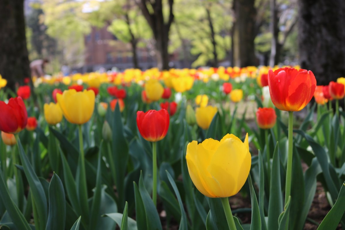ParksHibiya's tweet photo. 【Event Information】
🌷Tulip Bulbs Planting🌷
Would you like to be a part of our seasonal flower decoration by joining bulb planting for next spring?
No reservation is needed.
Simply visit our Tulip flower bed during 11am to 3pm on Nov. 13th!
#parkevent
#チューリップ https://t.co/mmYIxOqxjU