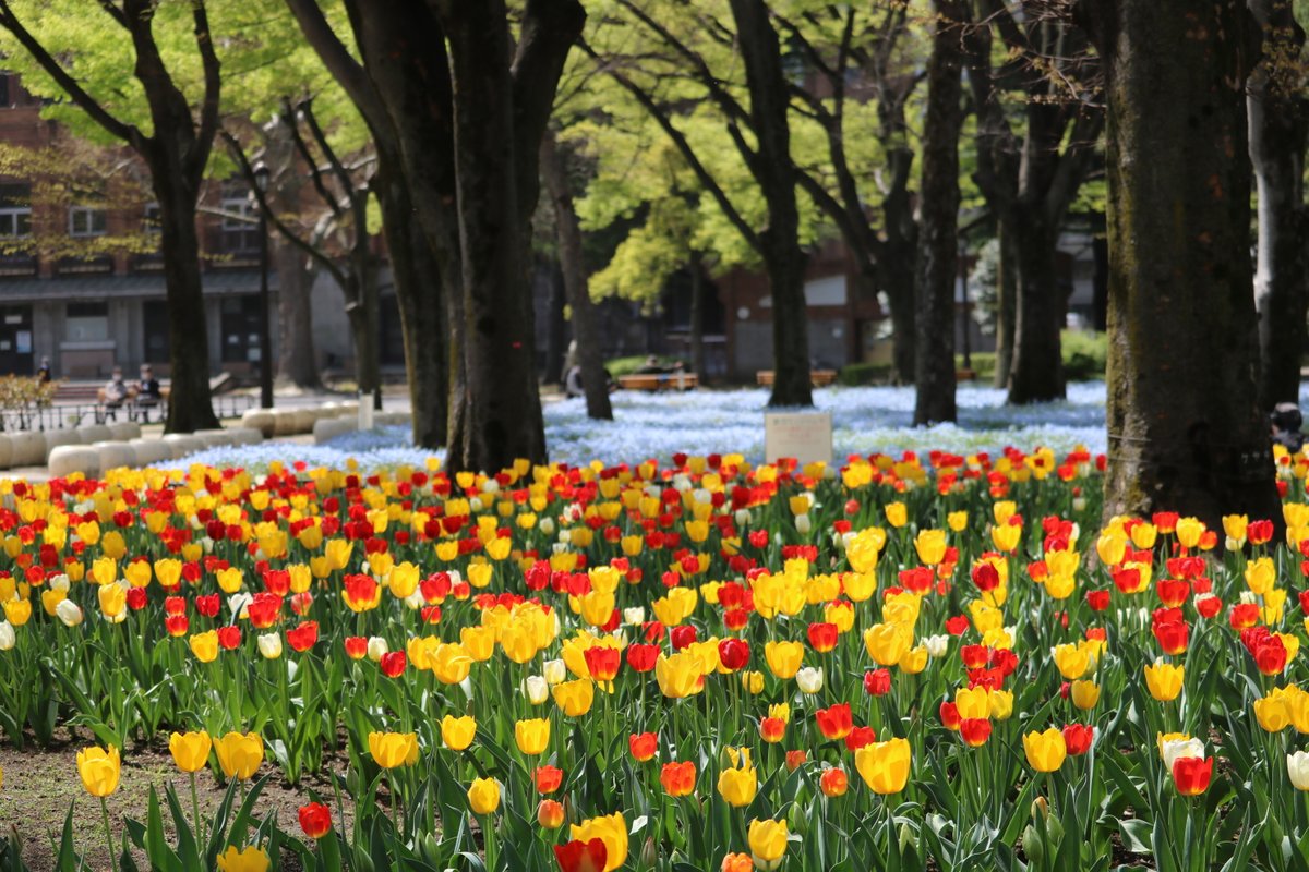 ParksHibiya's tweet photo. 【Event Information】
🌷Tulip Bulbs Planting🌷
Would you like to be a part of our seasonal flower decoration by joining bulb planting for next spring?
No reservation is needed.
Simply visit our Tulip flower bed during 11am to 3pm on Nov. 13th!
#parkevent
#チューリップ https://t.co/mmYIxOqxjU