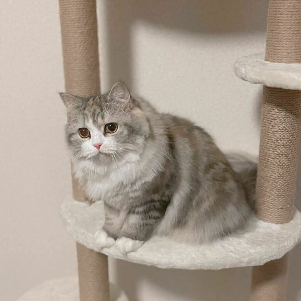 ねむろぐ🐈ねこがいる暮らし/スコティッシュフォールド tweet media