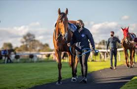 DJollyRacing's tweet photo. DJR is currently seeking experienced ground staff.
The casual position would be up to 6 days a week (includes mornings and afternoon work, occasional Sundays and raceday strapping) and must have their own reliable transport.
Please email: racing@davidjollyracing.com.au https://t.co/evS7VZlXk3