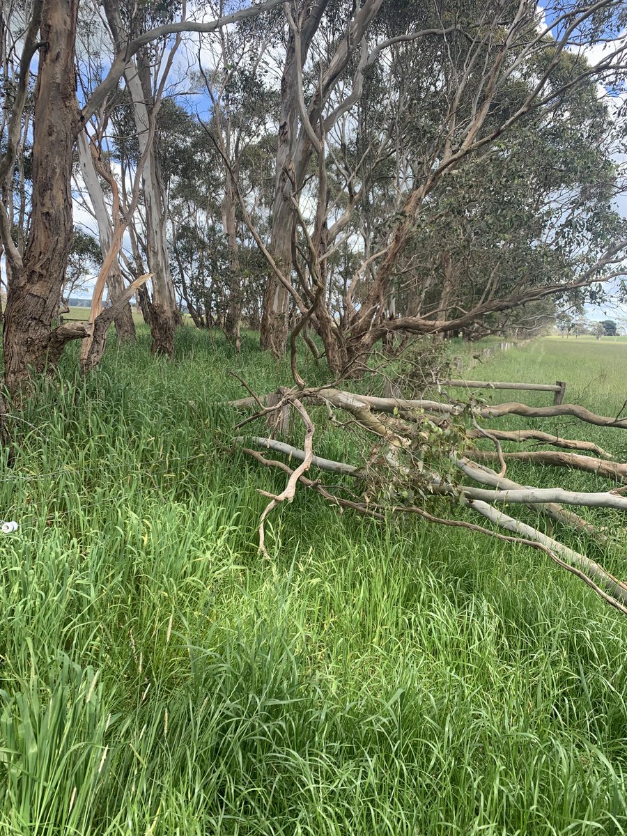 2 trees over the boundary fence here and 7 fair sized branches in a 1km stretch from last weeks storm and only had to strain up the top wire, that’s a small but tremendous win I’d say !👍🏻👍🏻 🍻