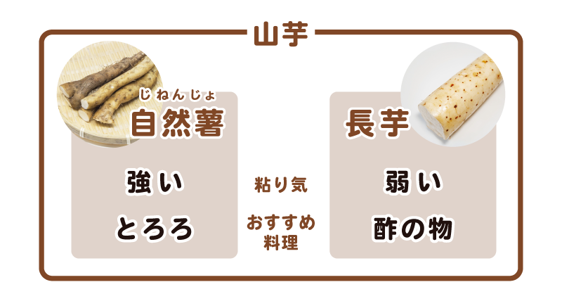アースガーデンまもるくん 公式 11 16は 自然薯の日 山芋 自然薯 じねんじょ 長芋 違い知ってたかな 山芋にはいろんな種類や呼び方があるんだな 特徴によって使い分けてみてね 比較表 T Co Zmwr1ahwom Twitter