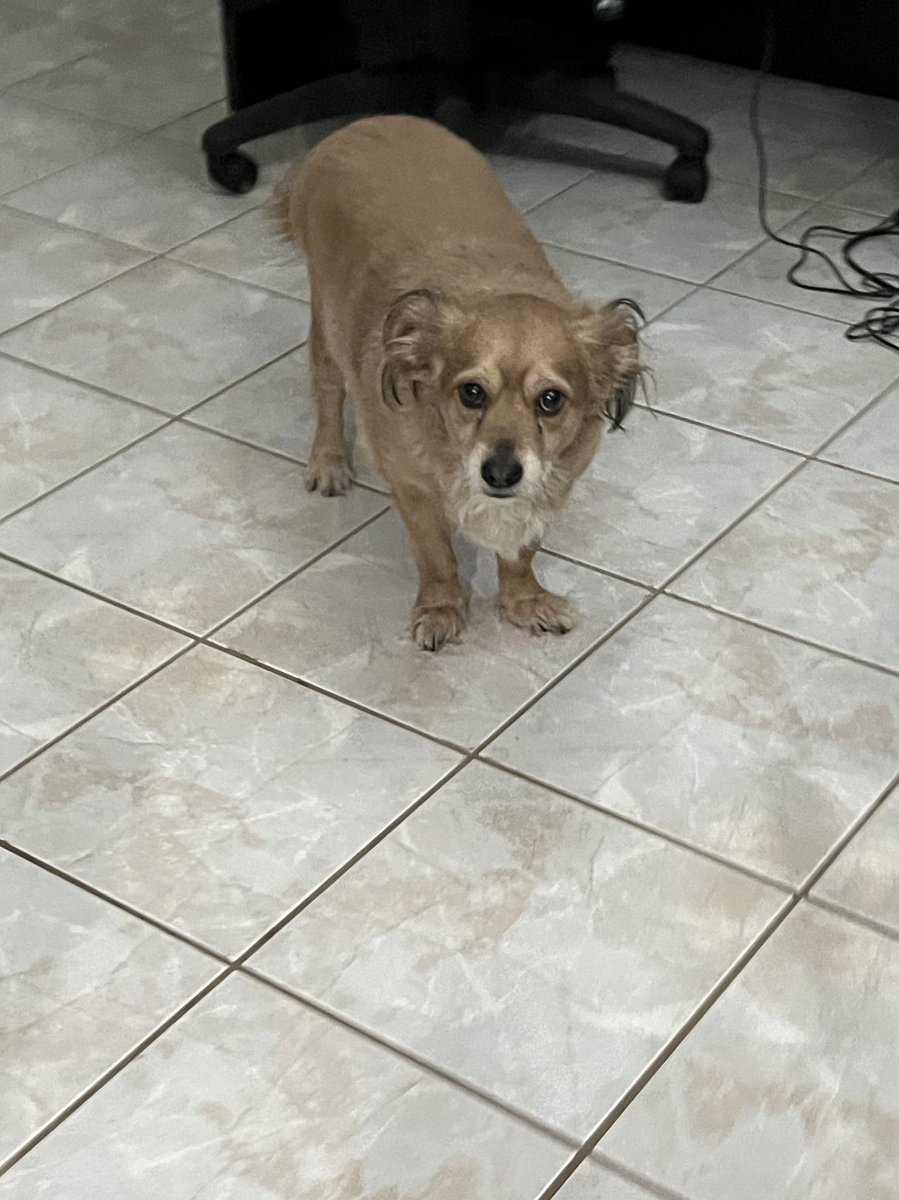 Rick_gonzo27's tweet photo. Soap knows I’m procrastinating on the gym…look at the judgey-ness coming from that look. https://t.co/JS9oH3IXOG