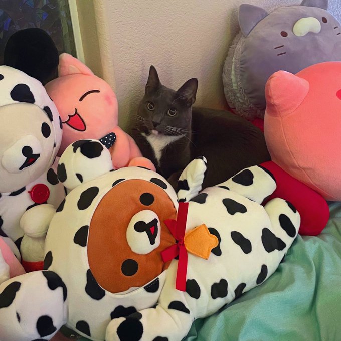 Praise him >:3 https://t.co/UXFRucFsNR