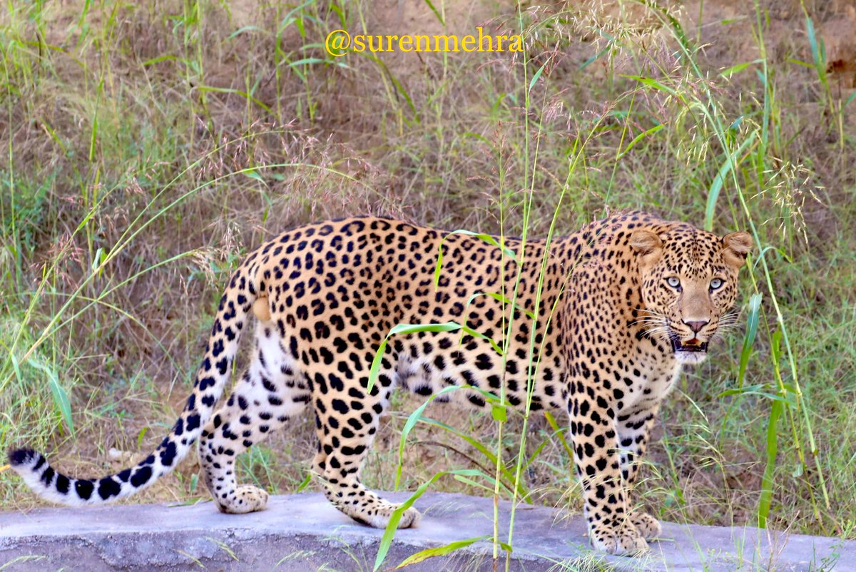 surenmehra's tweet photo. #leopards have amazing hearing and sight in jungle. Their ability to sense the surroundings with the help of whiskers makes them incredible hunters in #jungle ..
#LeopardFacts #JungleDiaries #wildlife #leopard
@susantananda3 https://t.co/aRADhICESp
