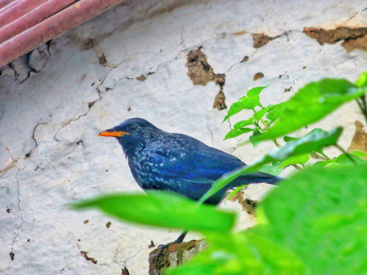Blue Whistling Thrush 

#birdwatching #birds_adored #birdsmatter  #natureinfocus #birdsofindia  #captureoncanon #bluewhistlingthrush #sharetheview #IndiAves #BirdsSeenIn2021 #birdwatching #birder #TwitterNatureCommunity #ThePhotoHour #NaturePhotography #BirdTwitter #indianbirds