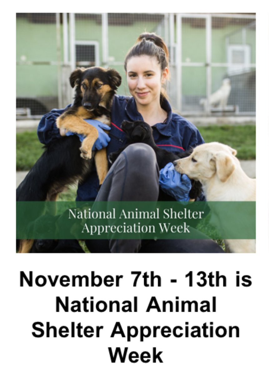 BarkBustersPhx's tweet photo. #BarkBustersPhoenix salutes all of the pet heroes that work for our beloved #rescuedogs day in and day out. #shelterdog #dogsoftwitter #rescue https://t.co/AJv6cDLLIo