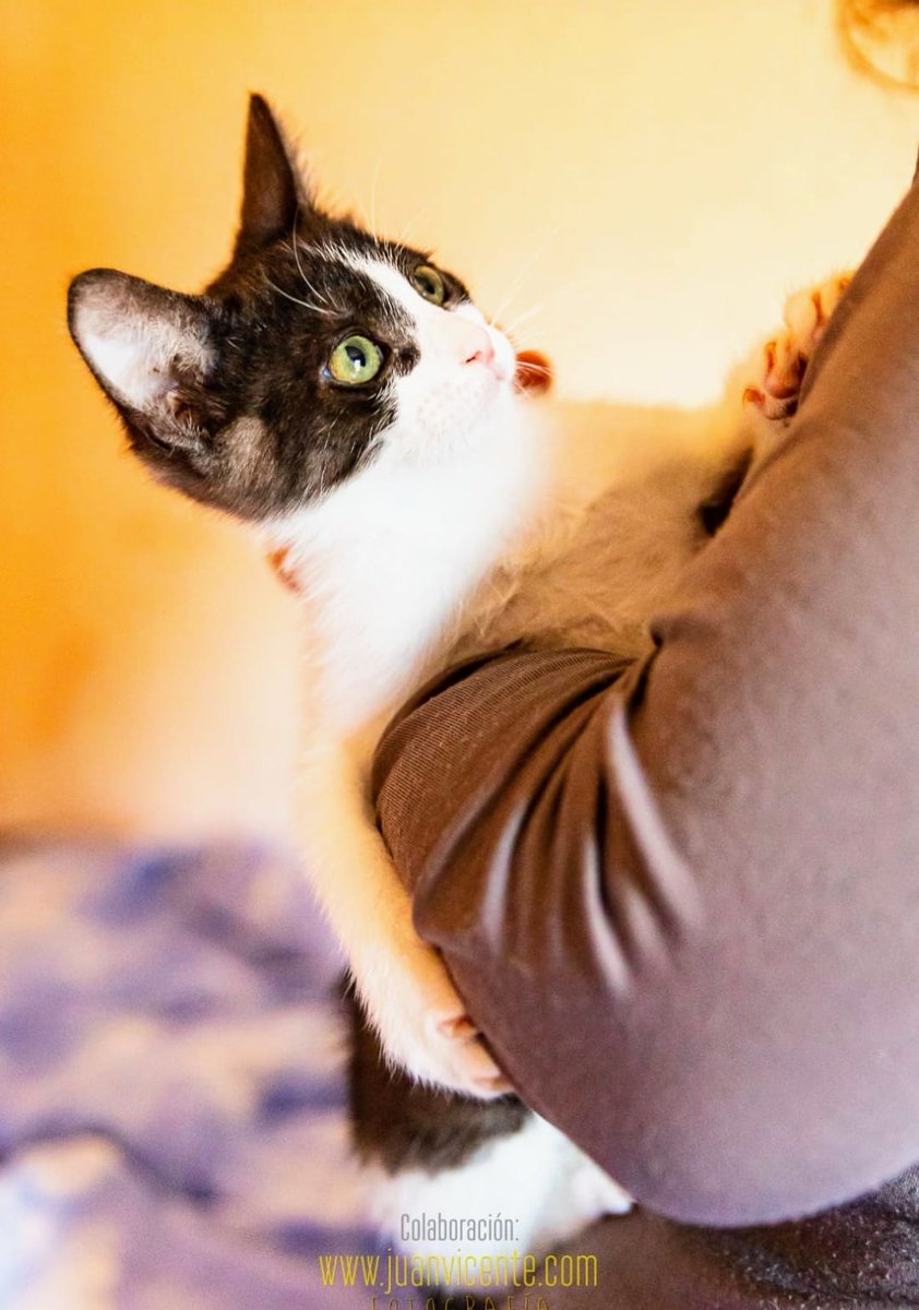ElSindigato2021's tweet photo. #BuenosDias #rodolfo vaquita de 6 meses busca #hogar. Ha crecido en una casa con niños y perros.Pequeño de tamaño y valiente de corazón, es muy simpático y juguetón. Testado negativo. #Valencia. Elena 670818103 #AdoptaNoCompres #gatos https://t.co/w4BFVWRoQ5