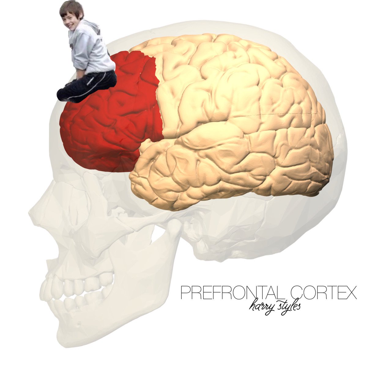 suesgenius's tweet image. PREFRONTAL CORTEX. THE ALBUM. OUT NOW. 

hstyles.lnk.to/prefrontalcort…
#prefrontalcortex