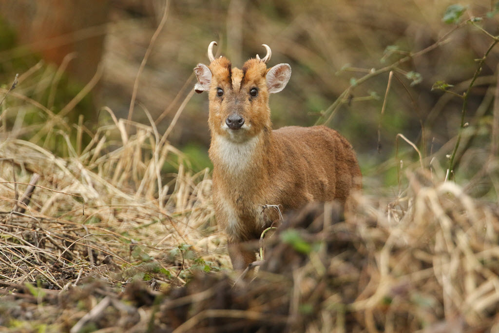 BritishDeerSoc's tweet photo. Are you interested in completing your DSC1? We have spaces available on our course at Nuthampstead Airfield. The course runs from February 13, 2022 - February 15, 2022.
For more information, or to book your place: https://t.co/nlVBD3D6JS
#DSC1 #trainingtuesday #deer #wildlife https://t.co/wXotKQqKhC