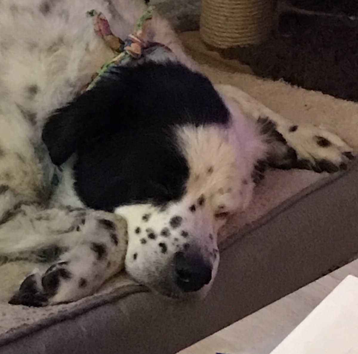 JoyceCGoodwin2's tweet photo. @JGgambarojoe59 Good night 😴💤 https://t.co/RtSdu7EJtQ