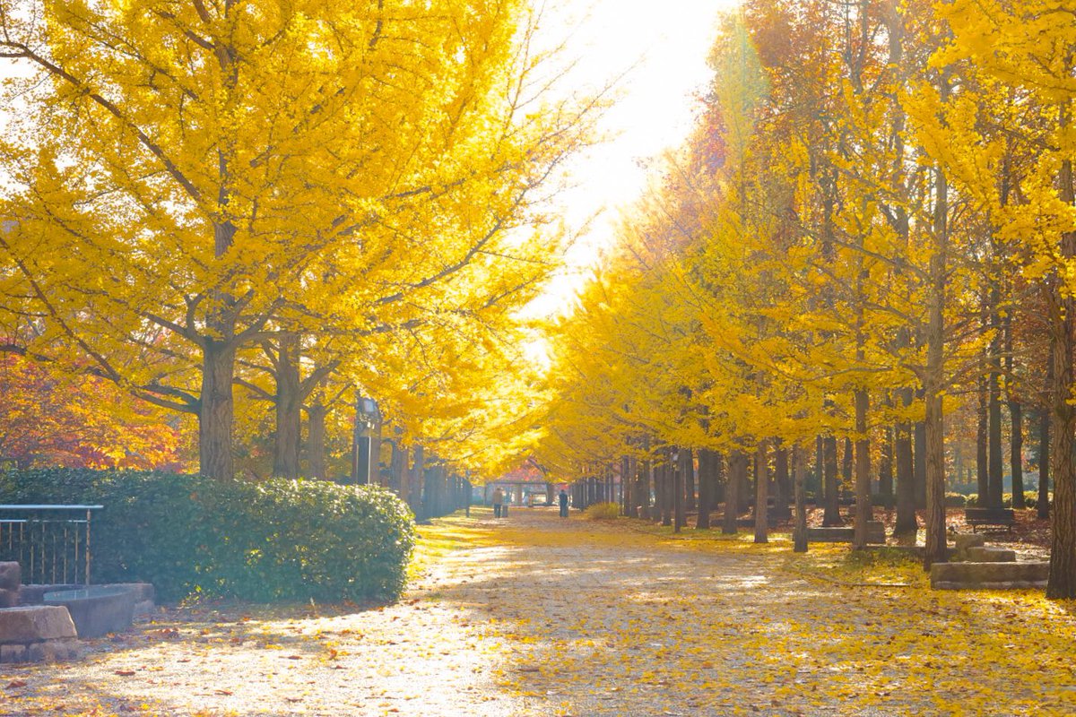 okakoomaco's tweet photo. autumn🍂🍁🌾🍄 https://t.co/F1c7OqIgtT