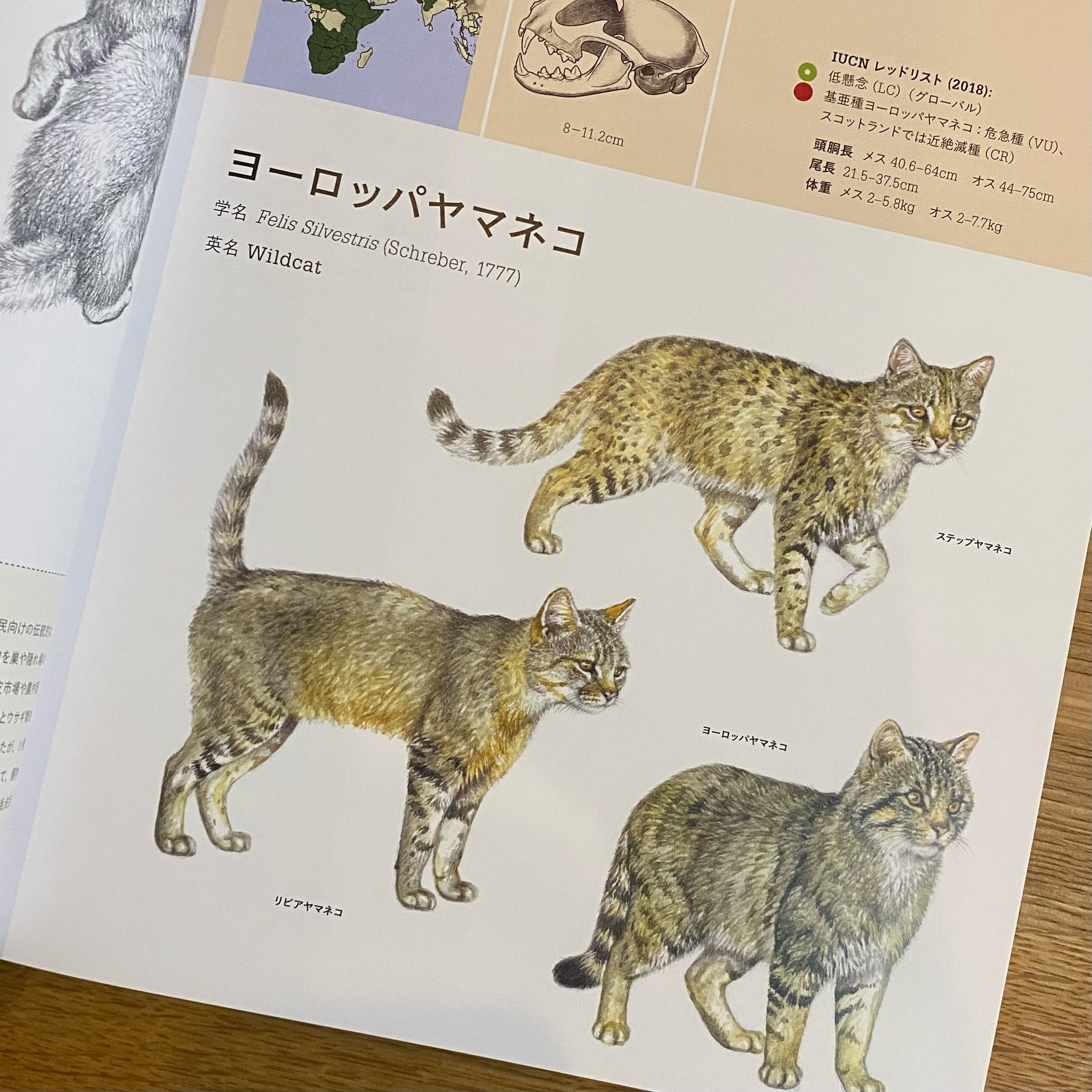 京都大学野生動物研究センターwildlife Research Center Wrc的ブックガイド 16 野生ネコの教科書 ルーク ハンター ネコ科動物の生態や研究手法 系統図など イラストや図版をもとに詳しく知ることができる1冊 写真集のような美しいデザインなので