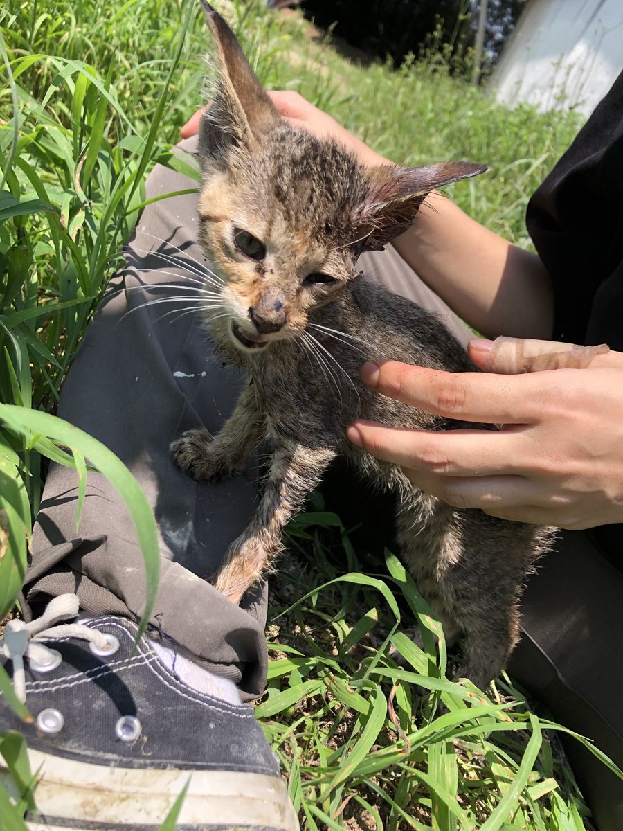 liver_llc's tweet photo. 久しぶりのﾄﾘﾏﾙさん。
大きくなりました🥲
初めて会った時から4ヶ月経ちました。

She has been putting on weight since we first met with her:)

#猫　#cat 
#猫との暮らし 
#保護猫 
#こねこ　#kitten 
#保護猫と暮らす 
#猫好きさんと繫がりたい https://t.co/vwapwd69Gf