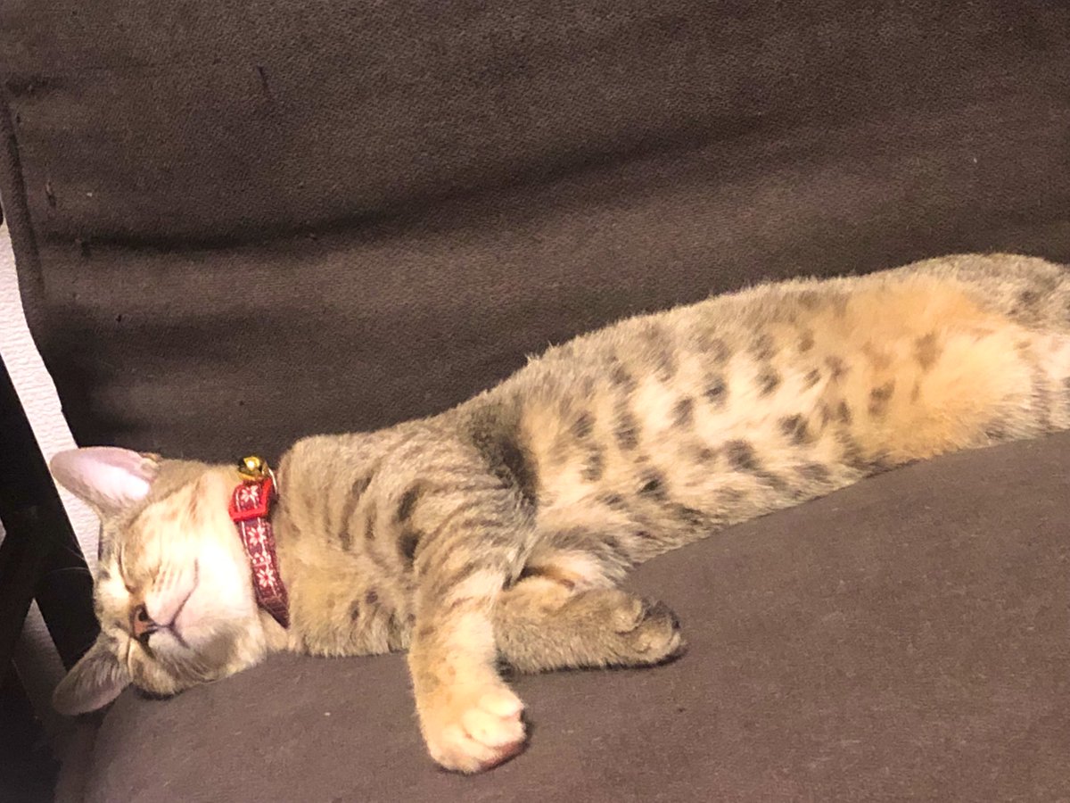 liver_llc's tweet photo. 久しぶりのﾄﾘﾏﾙさん。
大きくなりました🥲
初めて会った時から4ヶ月経ちました。

She has been putting on weight since we first met with her:)

#猫　#cat 
#猫との暮らし 
#保護猫 
#こねこ　#kitten 
#保護猫と暮らす 
#猫好きさんと繫がりたい https://t.co/vwapwd69Gf