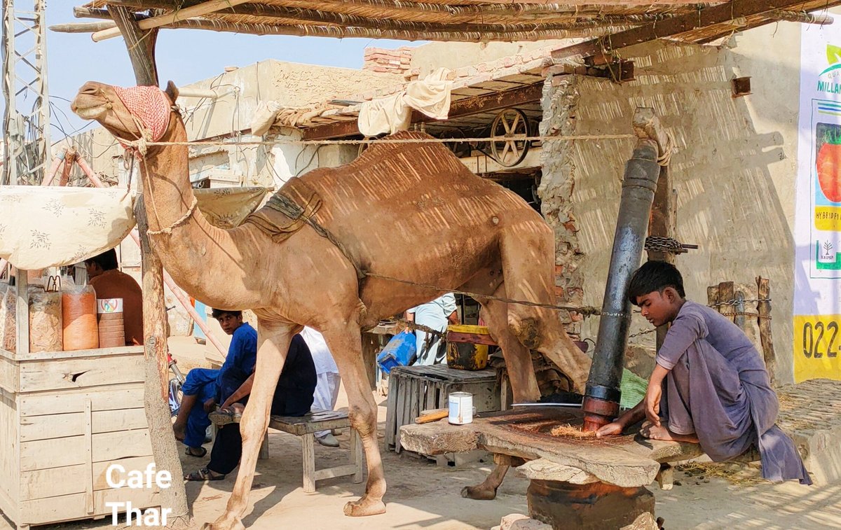 piyaroshivani's tweet photo. #mustradoil 
#mustrad 
#mustradcrop
#seedsofmustrad
#oilofmustrad
#sarson 
#sarsonkasaagmakkikiroti 
#sarsonkasaag 
#sarsonkatel 
#cafether 
#dawndotcom 
#usesofcamel 
#camel https://t.co/z3ojgqD4bt